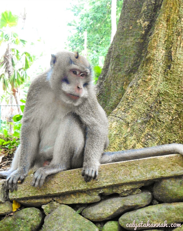 Ubud Monkey Forest