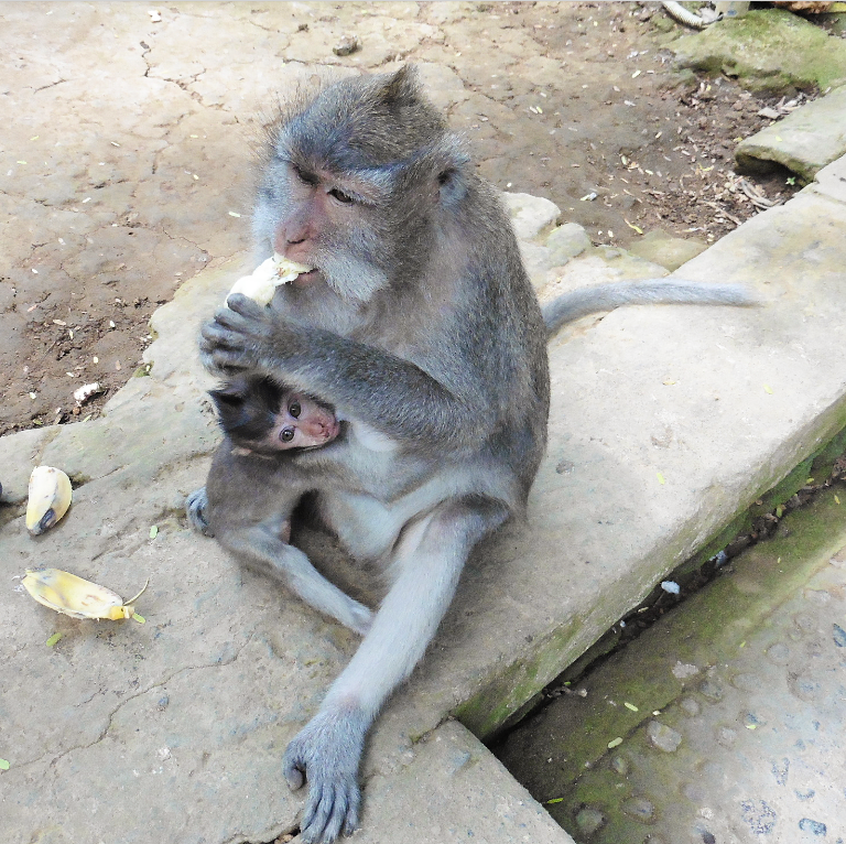 Ubud Monkey Forest – A Wild Encounter With The Cheeky Devils