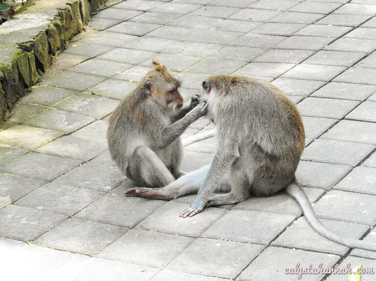 Ubud Monkey Forest – A Wild Encounter With The Cheeky Devils