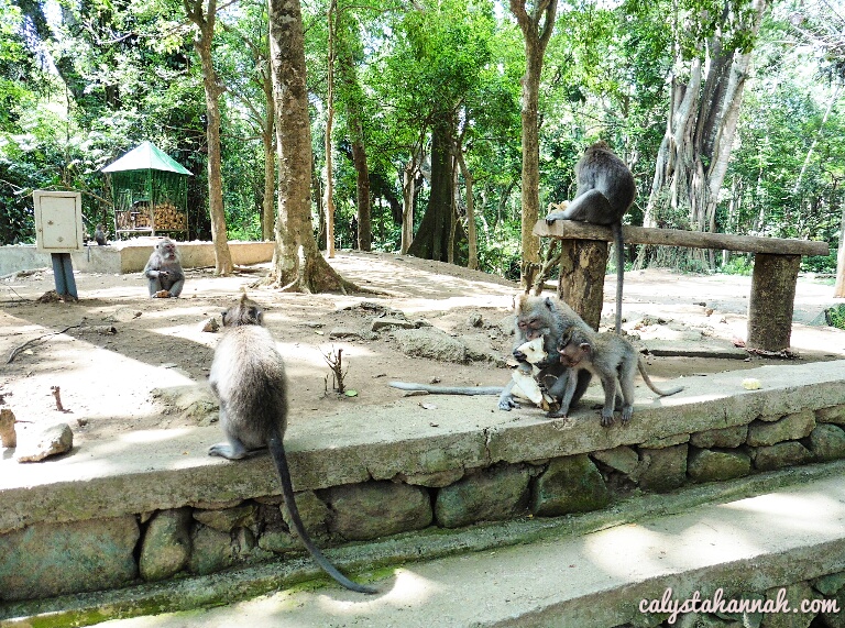 Ubud Monkey Forest – A Wild Encounter With The Cheeky Devils